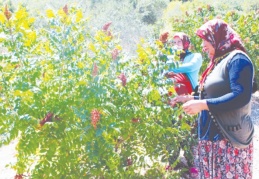 ‘Antep Sumağı’ Gaziantep adına tescillendi