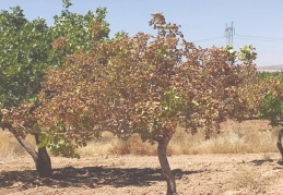 Antepfıstığı ağaçlarındaki kuruma tedirginlik yarattı