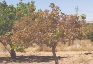 Antepfıstığı ağaçlarındaki kuruma tedirginlik yarattı