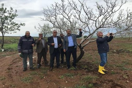 Antepfıstığı, arpa, buğday ve nohutta çok hasar var