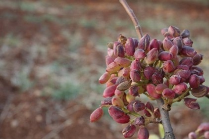 Antepfıstığı fiyatları gerilemeye başladı