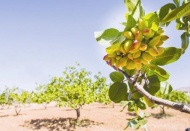 Antepfıstığı için destek başvurusu yapılabilecek