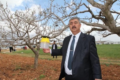 Antepfıstığı, katıldığı her şeye değer katan bir ürün