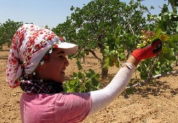 Antepfıstığı katma değeri yüksek bir ürün haline getirilmeli