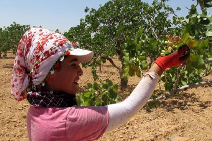 Antepfıstığı katma değeri yüksek bir ürün haline getirilmeli
