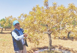 Antepfıstığı ve zeytin ağaçları kuruma riski altında