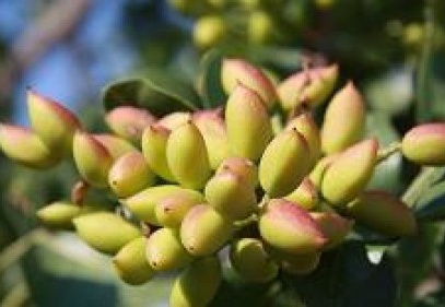 Antepfıstığı’nda 15 günlük kritik dönem