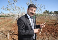 Antepfıstığı’nda “Karagöz Kurdu” tehlikesi
