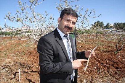 Antepfıstığı&#8217;nda &#8220;Karagöz Kurdu&#8221; tehlikesi