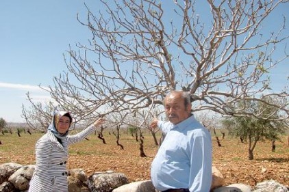 Antepfıstığı&#8217;nda&#8220;Karagöz Kurdu&#8221;ile mücadele zamanı