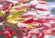 Antepfıstığının yüzde 70’ini Antep ve Urfa karşılıyor