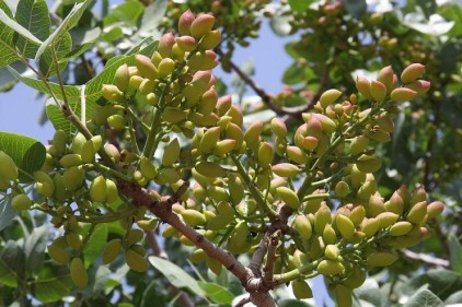 Antep’ten Çin’e 100 bin ton fıstık