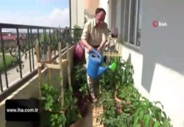 Apartman dairesinde organik sebze yetiştiriciliği