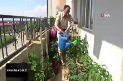 Apartman dairesinde organik sebze yetiştiriciliği