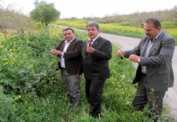 Araban dağlarında bilinen doğal kenger pancarı zamanı