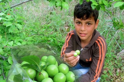 Araban eriği yetişti