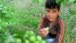 Araban eriği yetişti