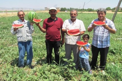 Araban karpuzu çatladı