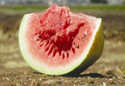 Araban karpuzu Ramazan’a yetişti