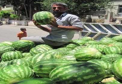 Araban karpuzu tezgahtaki yerini aldı