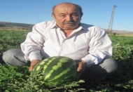 Araban karpuzu yetişti