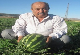 Araban karpuzu yetişti