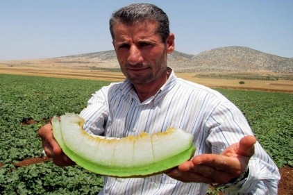Araban kavunu çıktı