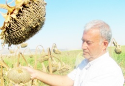Araban Ovası’nda Ayçiçek hasadı