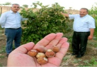 Araban Ovası’nda ilk kez fındık yetişti