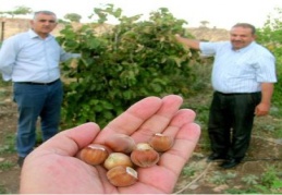 Araban Ovası’nda ilk kez fındık yetişti