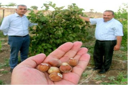 Araban Ovası&#8217;nda ilk kez fındık yetişti