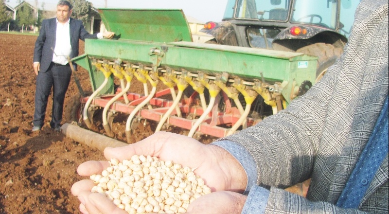 Araban Ovası’nda nohut ekimine başlandı