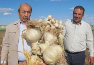 Araban Ovası'nda sarımsak hasadı başladı