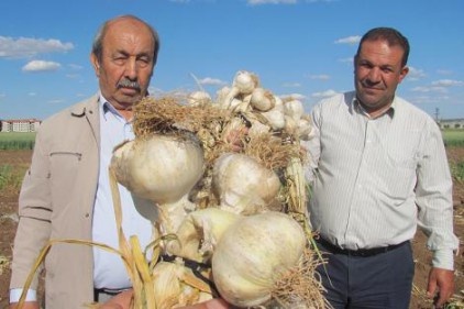 Araban Ovası&#039;nda sarımsak hasadı başladı