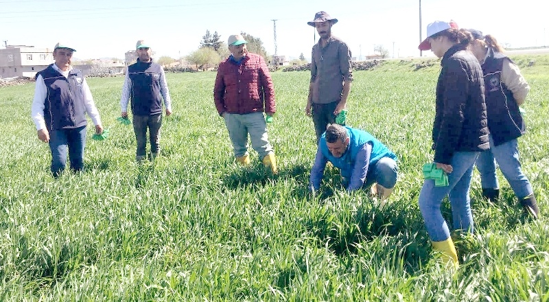 Araban Ovası’nda süne ile mücadele başlatıldı