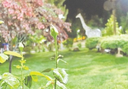 Araban Ovası'nda yağmur sevinci