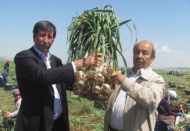 Araban Ovası’nda yetişen firiğin hasadına başlandı