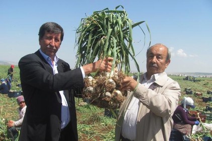 Araban Ovası&#8217;nda yetişen firiğin hasadına başlandı