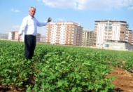 Araban Ovası’nın verimli toprakları betonlaşıyor 