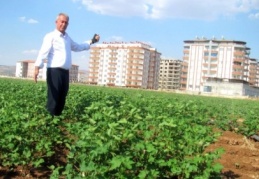 Araban Ovası’nın verimli toprakları betonlaşıyor 