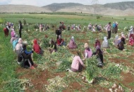 Araban sarımsağı, Çin’den sarımsağına karşı