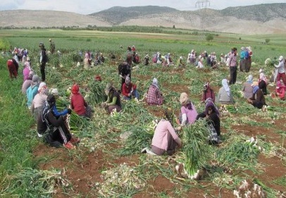 Araban sarımsağı, Çin’den sarımsağına karşı