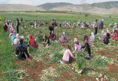 Araban sarımsağı, Çin’den sarımsağına karşı