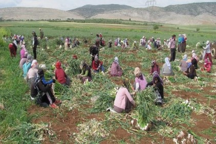Araban sarımsağı, Çin&#8217;den sarımsağına karşı