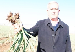 Araban sarımsağı, Türkiye'de ihtiyacın yüzde 25’ini karşılıyor