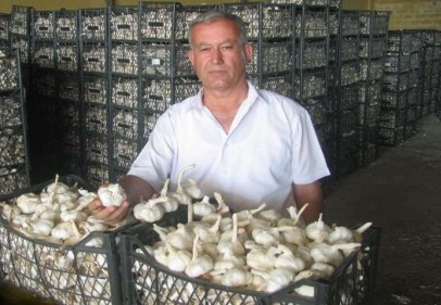 Araban sarımsağı üreticinin yüzünü güldürdü 