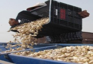 Araban sarımsağının ekimine başlandı