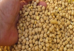 Araban TMO 26 yıl sonra nohut alımına başladı 