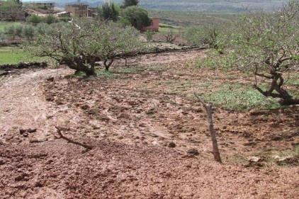 Araban ve Yavuzeli&#8217;nde yağan dolu ürünlere büyük hasar verdi