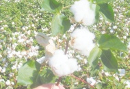 Araban Ziraat Odası Başkanı Hasan Altun: Yılın ilk pamuk hasadında dönüme 450-500 kilogram verim alındı